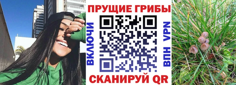 Псилоцибиновые грибы ЛСД  блэк спрут как зайти  Грайворон 